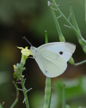 Cabbage White male